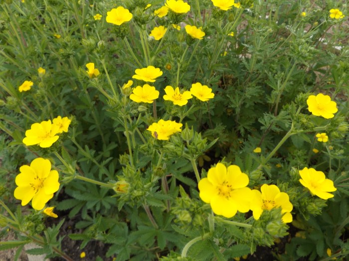 Лапчатка бедренцеволистная разновидность весенняя