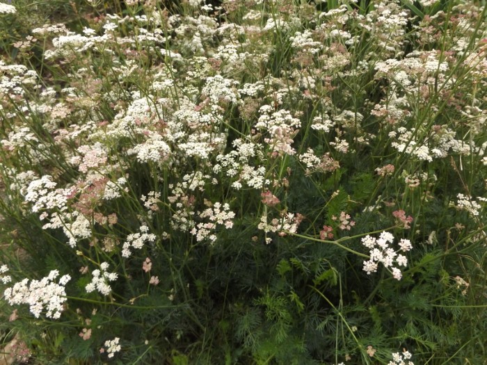 Жабрица Ледебура подвид скученная
