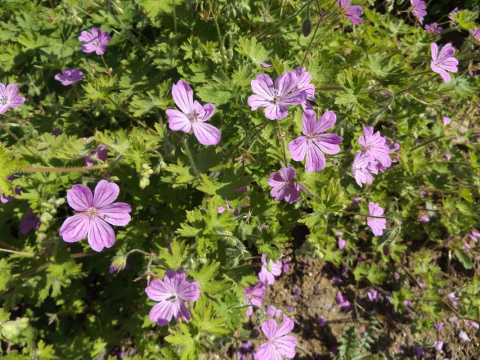 Герань албанская