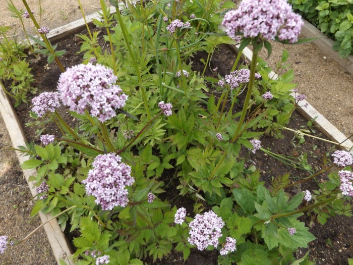 Валериана Фори