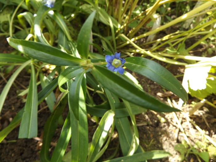 Горечавка Кессельринга