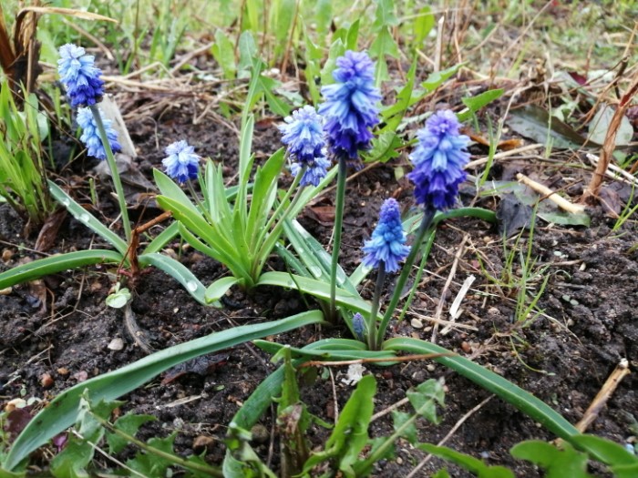 Гиацинтелла лазоревая