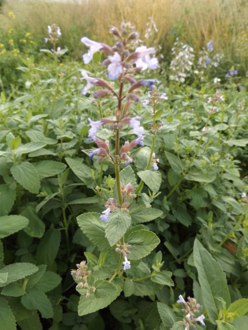 Котовник клубневой