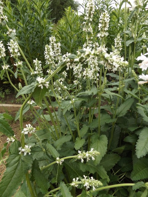 Буквица лекарственная "Alba"