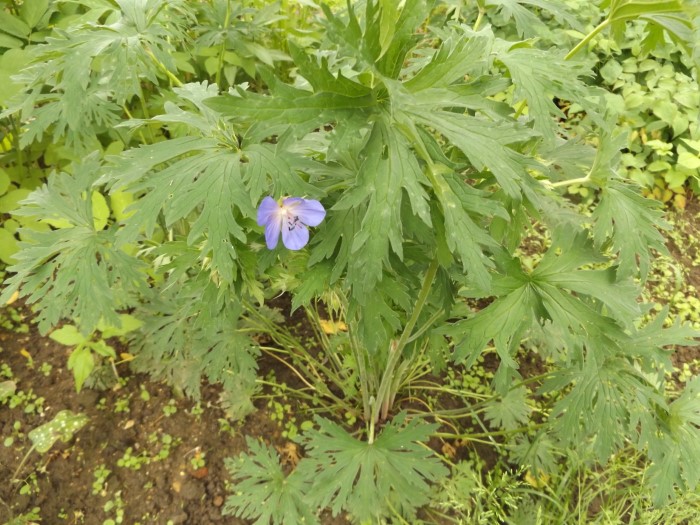 Герань болотная