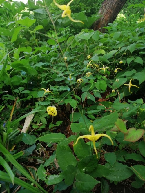 Горянка мембранная