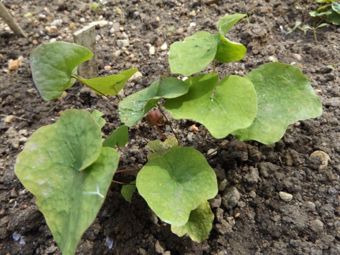 Джефферсония сомнительная