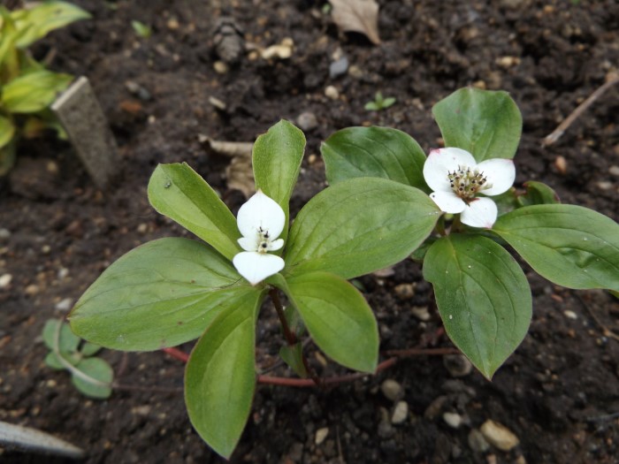 Дёрен канадский