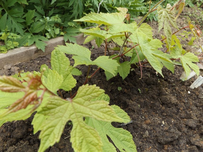 Ампелопсис (Виноградовик) короткоцветоножковый