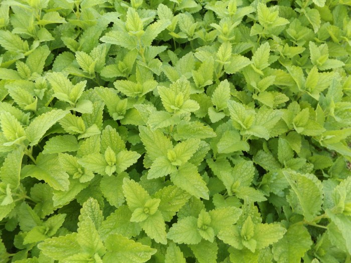 Мелиса лекарственная