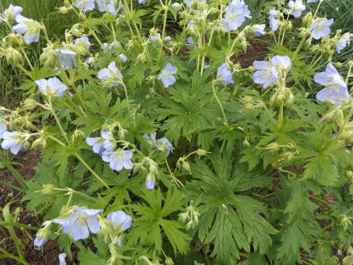 Герань луговая
