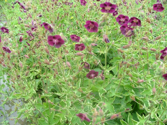 Герань фиолетовая