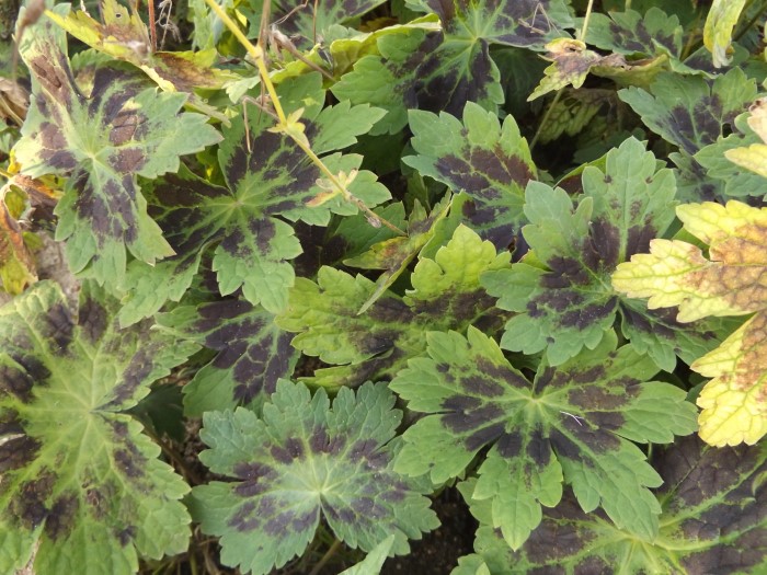 Герань фиолетовая "Samobor"