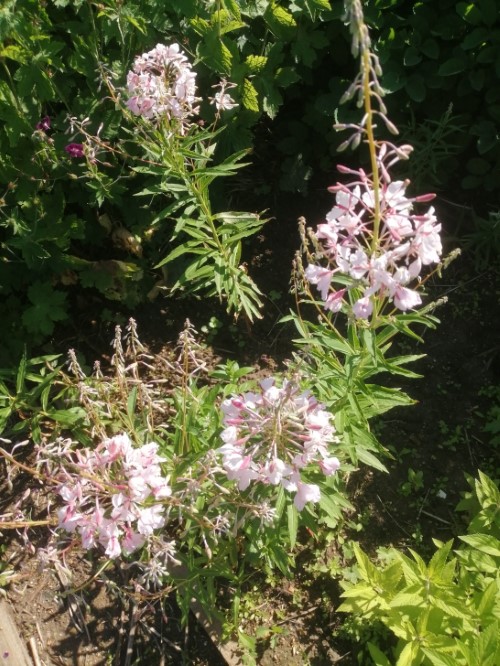 Кипрей (Иван-чай)"Alba"