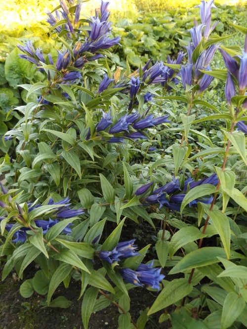 Горечавка ластовниевая