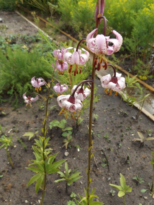 Лилия кудреватая, саранка, мартагон