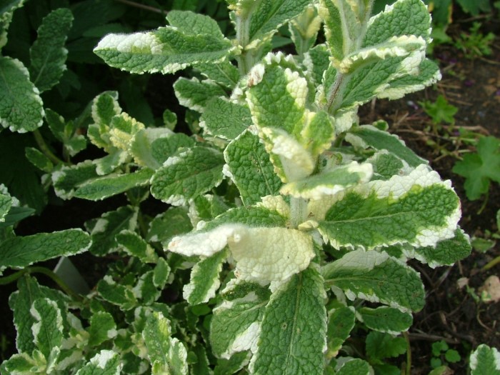 Мята душистая (яблочная) "Variegata"
