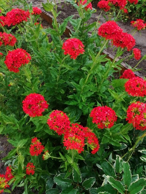 Лихнис (Горицвет/Зорька) халцедонский