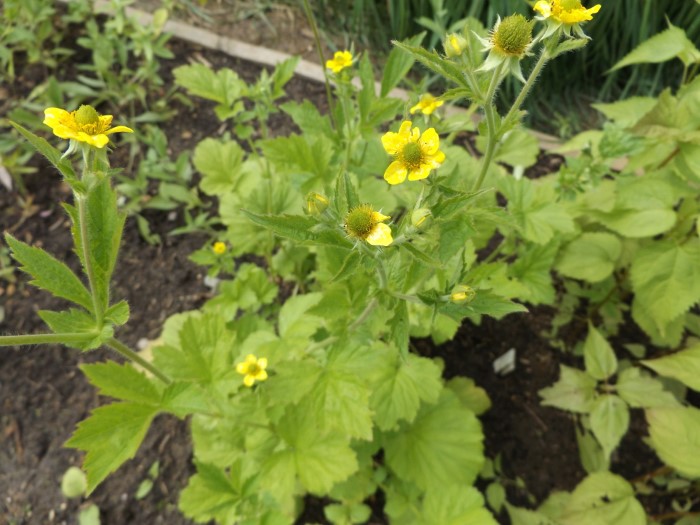 Гравилат широколистный