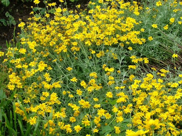 Эриофиллум шерстистый