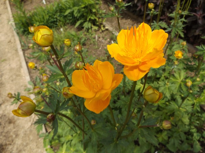 Купальница х "Golden Kube"