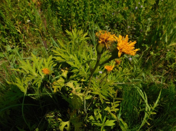 Бузульник японский