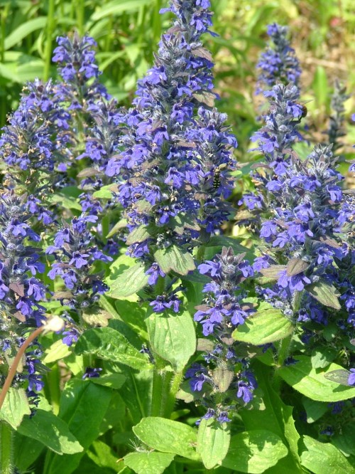 Живучка женевская