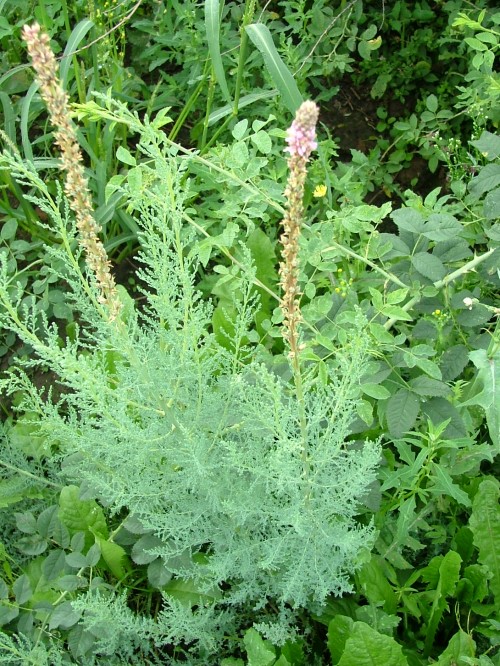 Мирикария лисохвостная