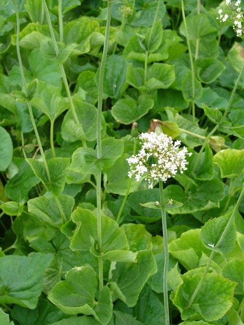 Валериана чесночницелистная