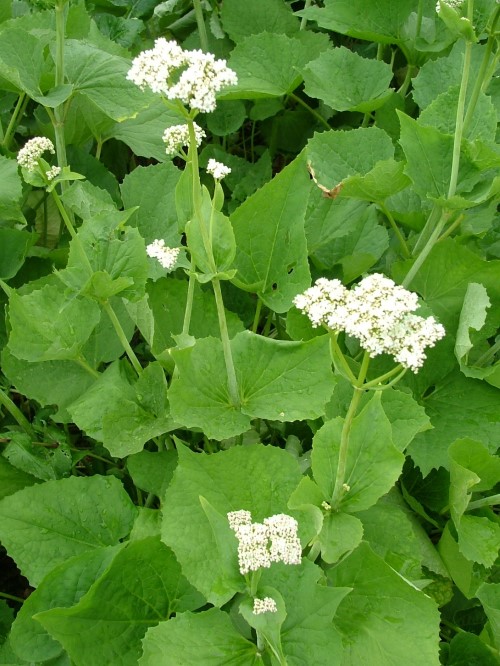 Валериана липолистная