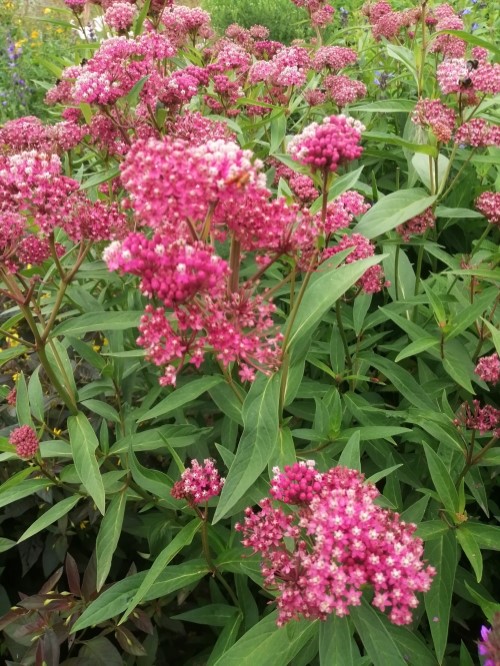 Ваточник воплощённый Cinderela