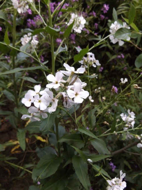 Вечерница Матроны Alba