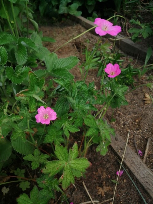 Герань Ендраса (пиринейская)