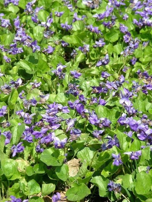 Виола душистая "The czar"