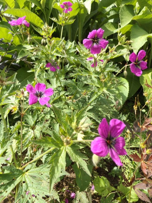 Герань черноглазая (мелкотычинковая или армянская)