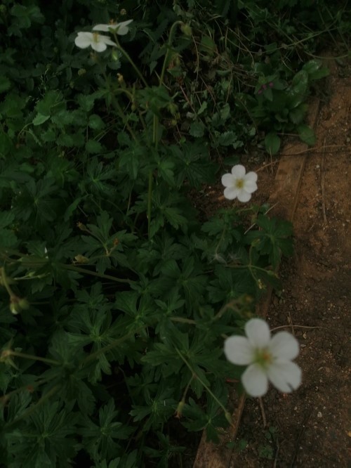 Герань Ричардсона