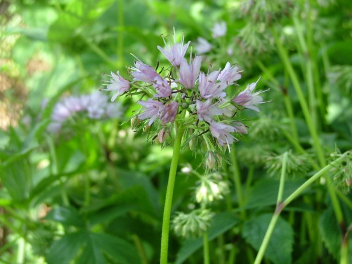 Гидрофиллум (Водолистник) виргинский