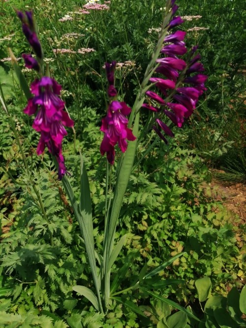 Гладиолус (Шпажник) кавказский