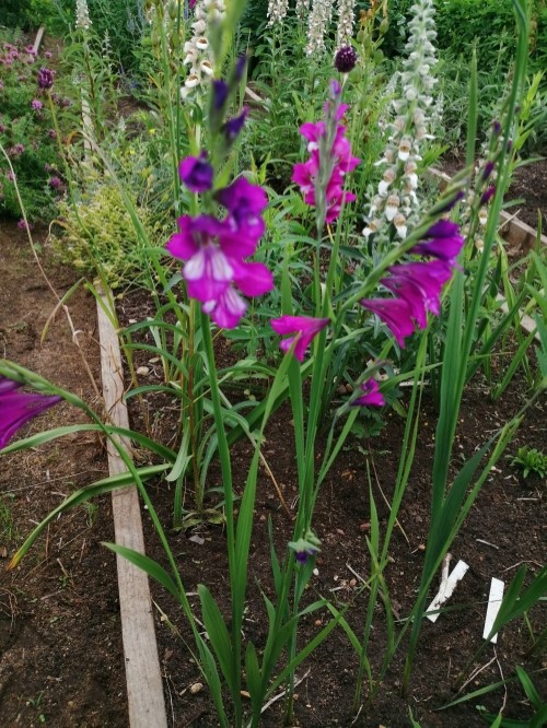 Гладиолус (Шпажник) Кочи