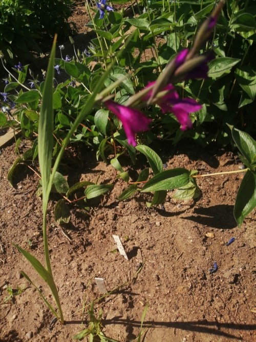 Гладиолус (Шпажник) солелюбивый