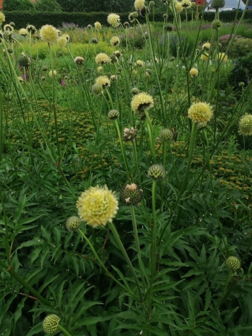 Головчатка альпийская