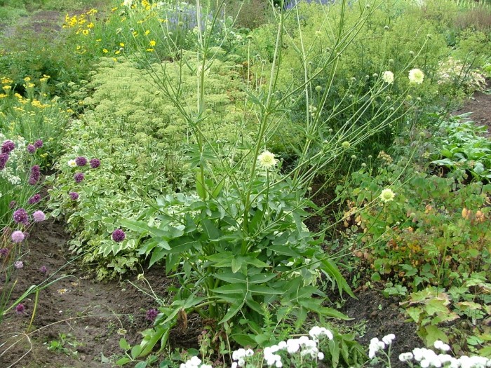 Головчатка гигантская