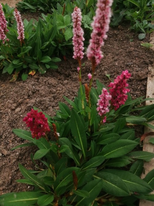 Горец родственный