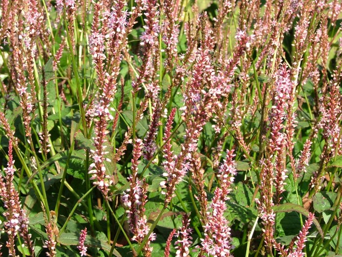 Горец свечевидный