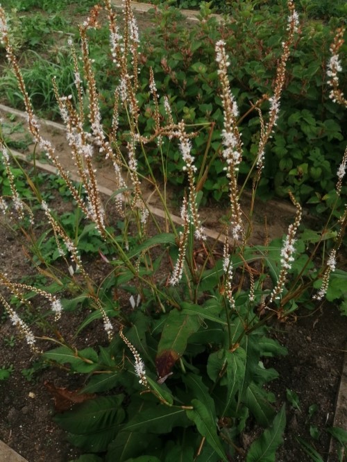 Горец свечевидный "Alba"