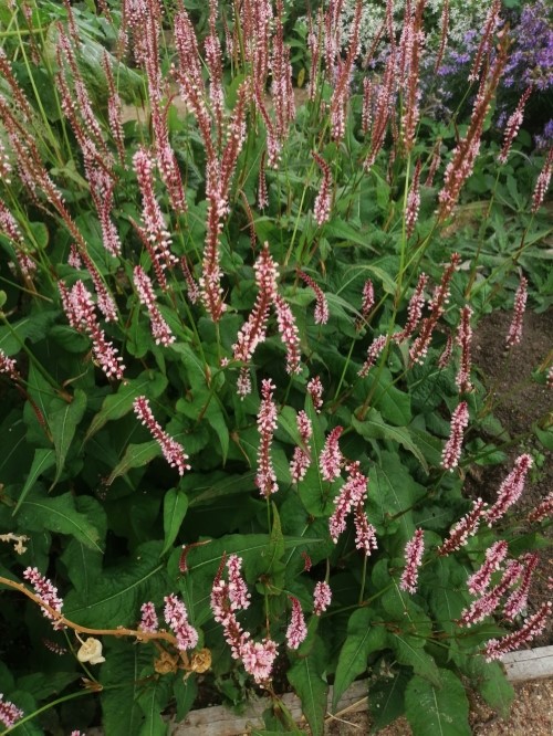 Горец свечевидный "Rosea"