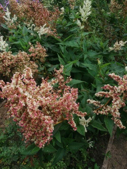 Горец изменчивый