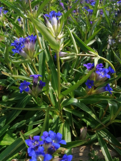 Горечавка  Муркрофтиана 