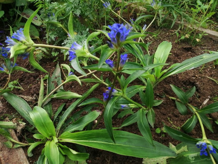 Горечавка Ньюберри