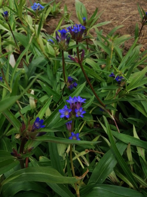 Горечавка сифонанта